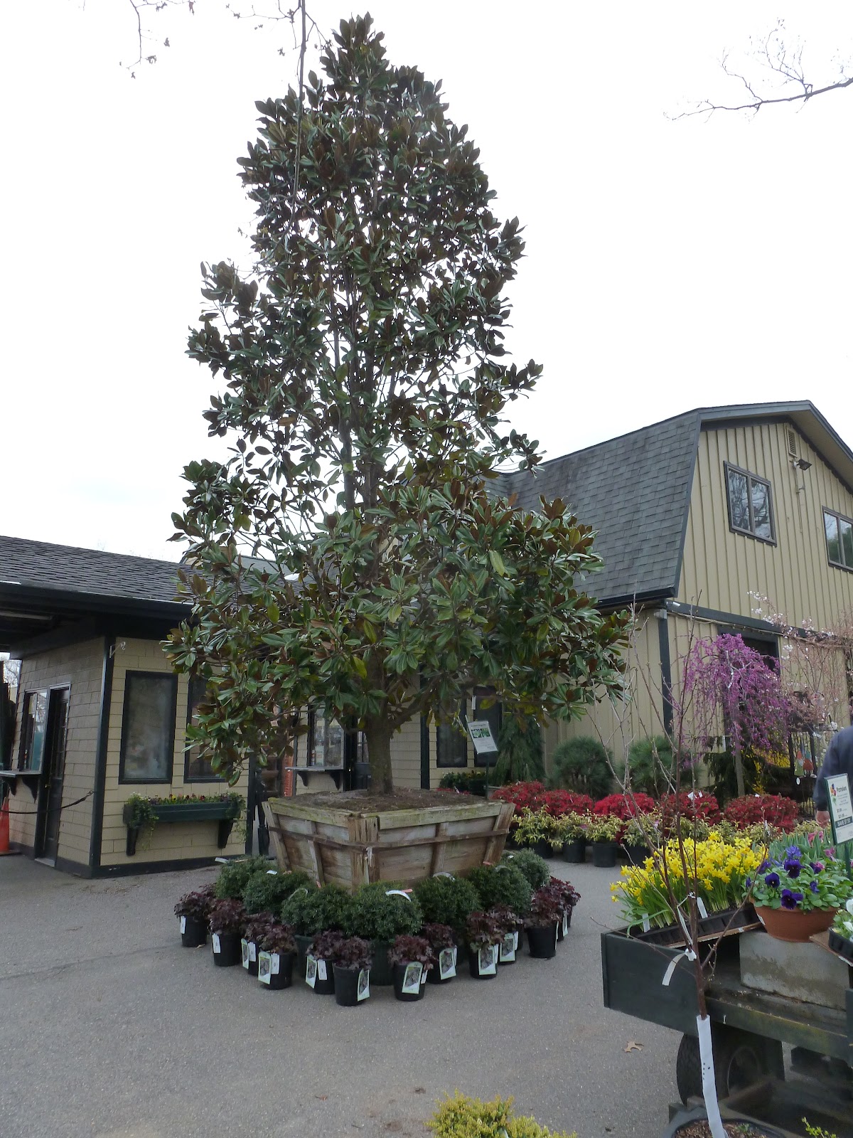 Jarvis House Martin Viette Nurseries a Place for Gardeners