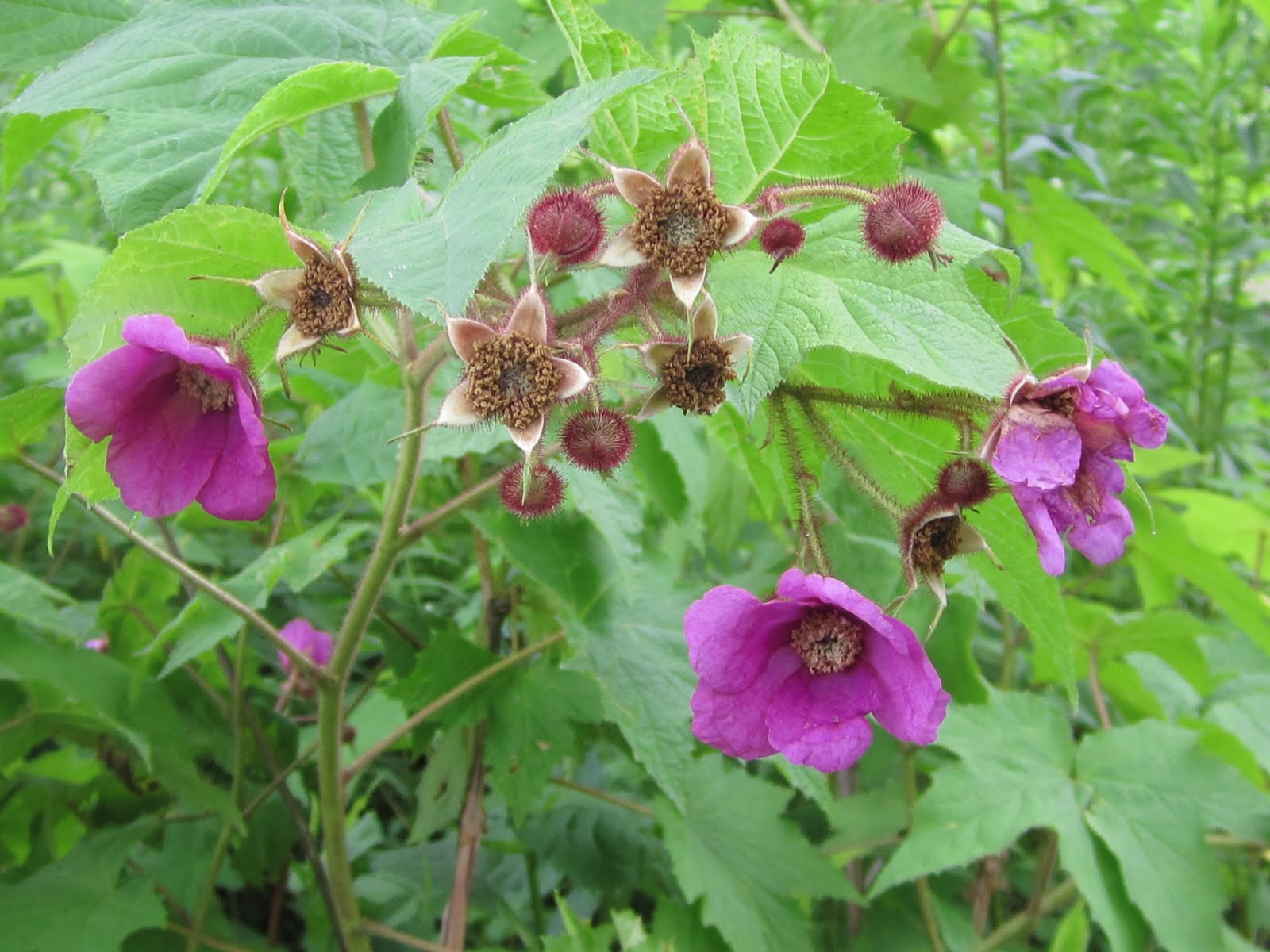 Watauga County Cooperative Extension Center: What's Blooming?