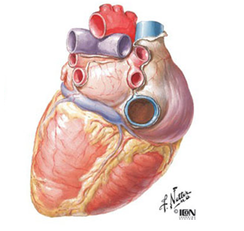 Атлас фрэнк. Сердце Неттер анатомия. Фрэнк Неттер анатомия сердца.