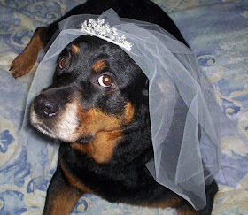 wedding veil dog costume - turtlesandtails.blogspot.com
