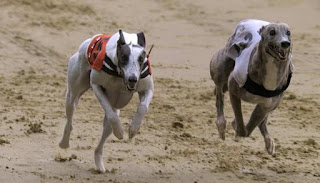 Animopus: Slow Motion Dog Reference