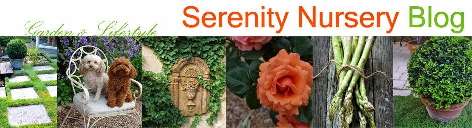 Serenity Nursery Blog