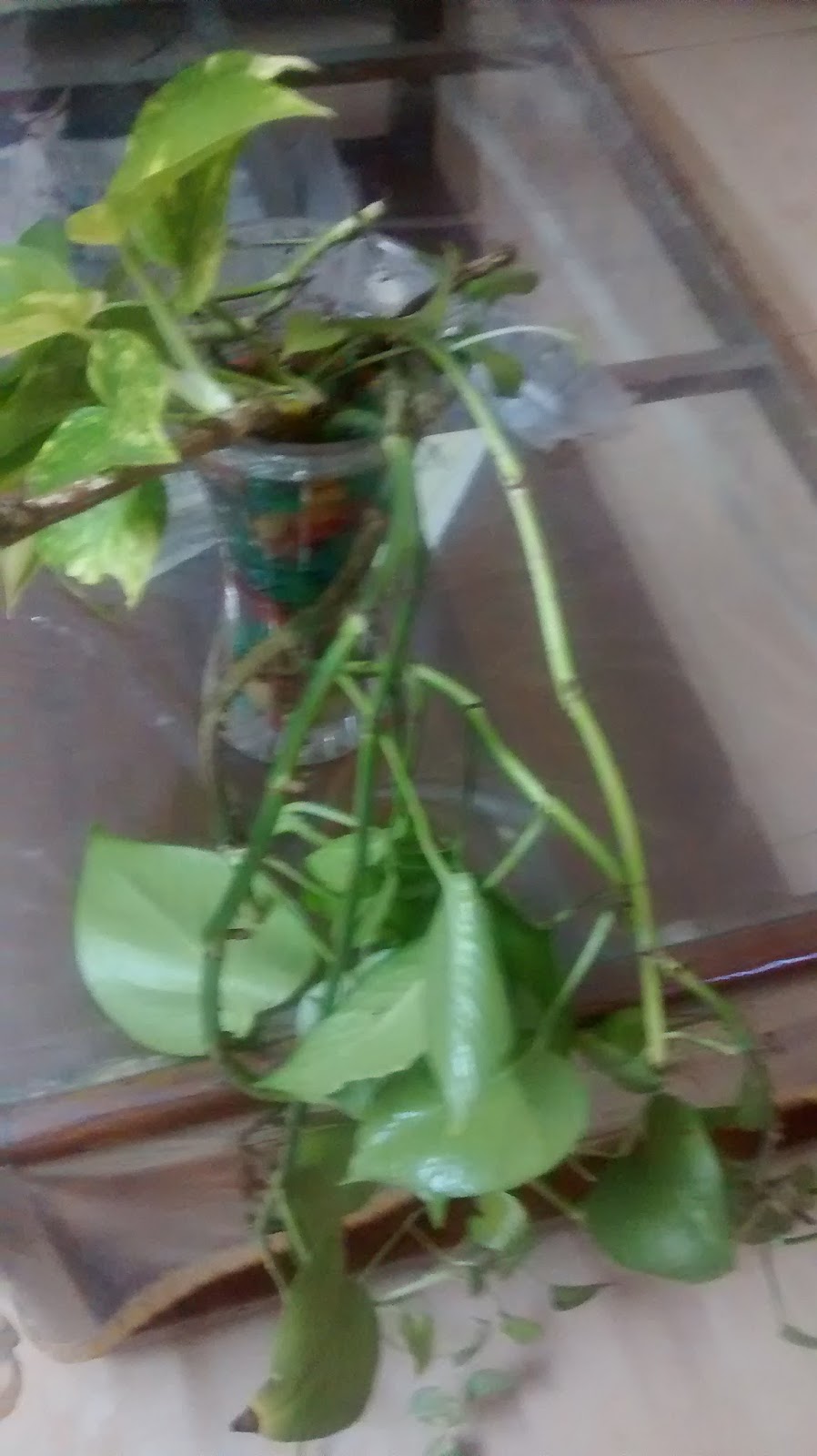 TERRACE GARDENING HYDRO CULTURE (Planting the House plants in Water )