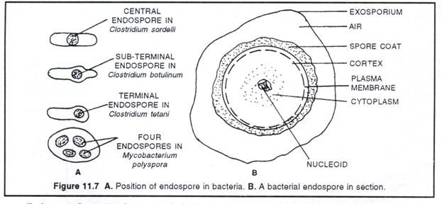 E-diary for BMY 1418: Intracellular Structures of Prokaryotes.