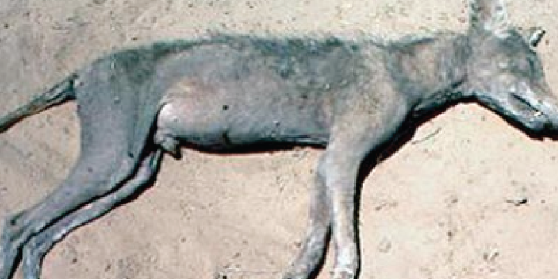 Berita Unik Hal Aneh Dan Foto Unik Teroenik Com 10 Gambar