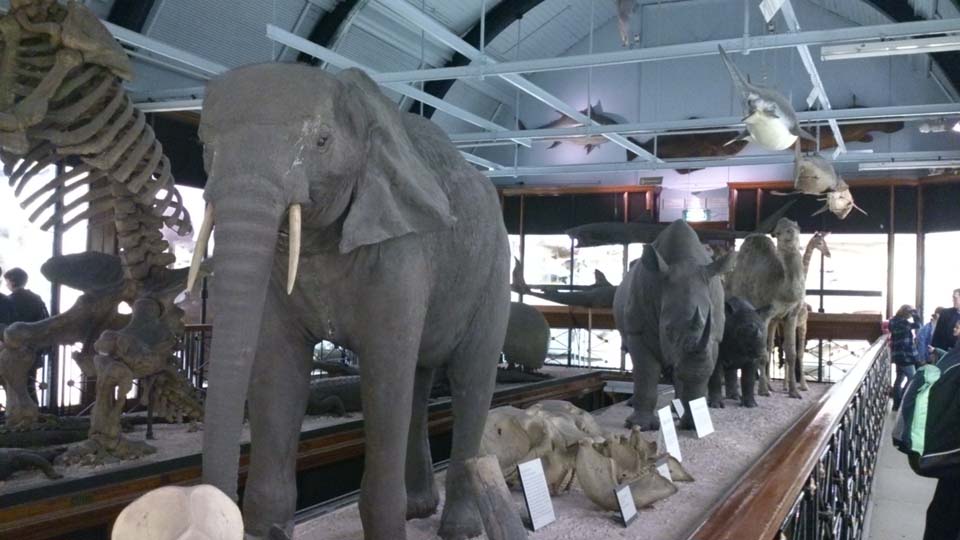 caniwalkmummy: Natural History Museum, Tring, Hertfordshire