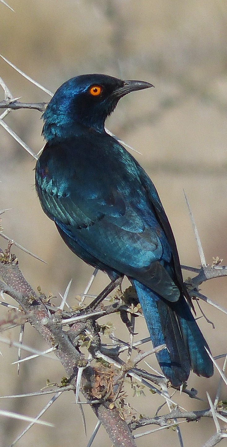 A cape starling on a thorny tree.