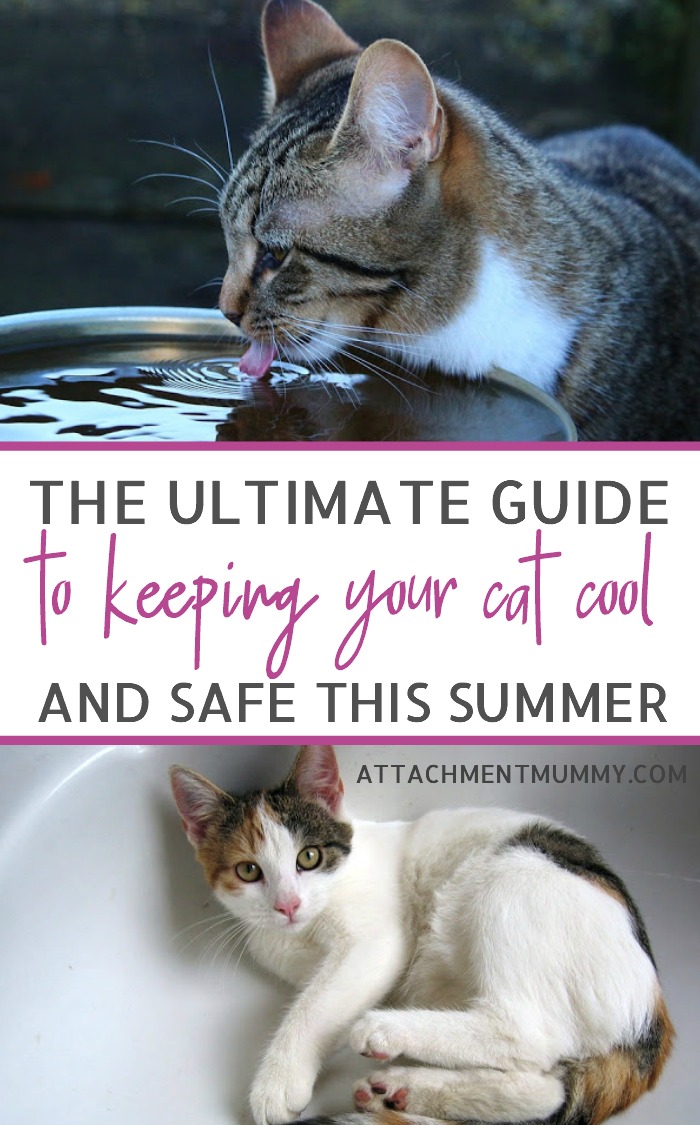 How to Help Your Cat Keep Cool in the Summer Heat