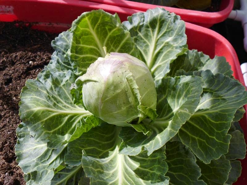 Cabbage head