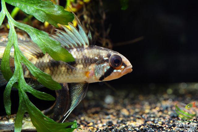 Apistogramma arua