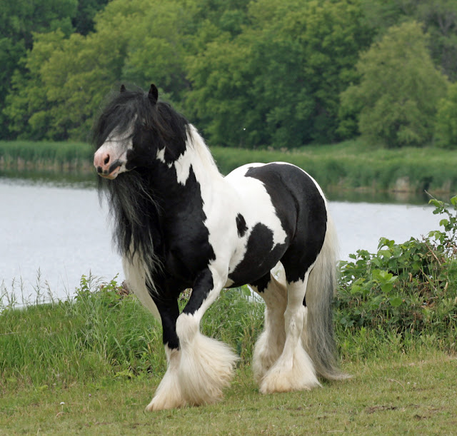 خيول : سبحان الله Gypsy-vanner-horses--britst