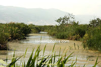 Hula Valley, Emek HaHula, Upper Galilee, Nature, Travel, Pictures, Lake Hula