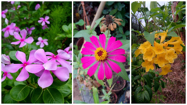 Bunga Cantik, Unik, Menarik & Menawan
