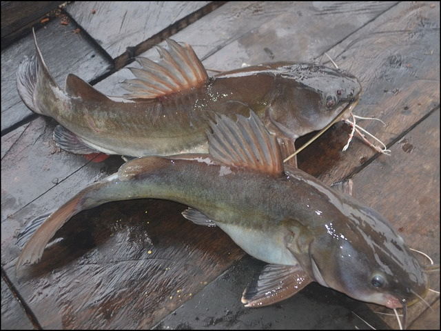 Gambar Ikan Baung