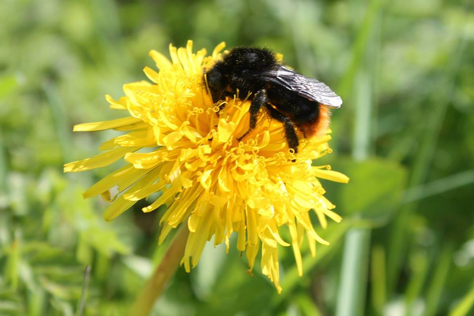 Martin Brookes Oakham: Bumble Bee on Dandelion
