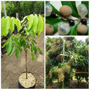 Bibit Klengkeng Puang Pet Ban Pio Di Lapak Bibit Buah Unggul