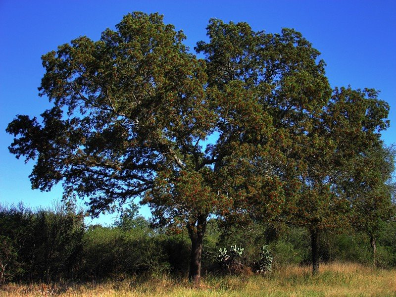 кебрачо. дерево квебрахо в южной америке. квебрахо дерево. дерево кебрачо в южной америке. дерево кебрачо в южной америке.