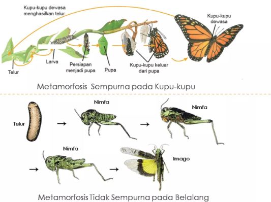 Tuliskan Skema Metamorfosis Sempurna Dan Metamorfosis Tidak