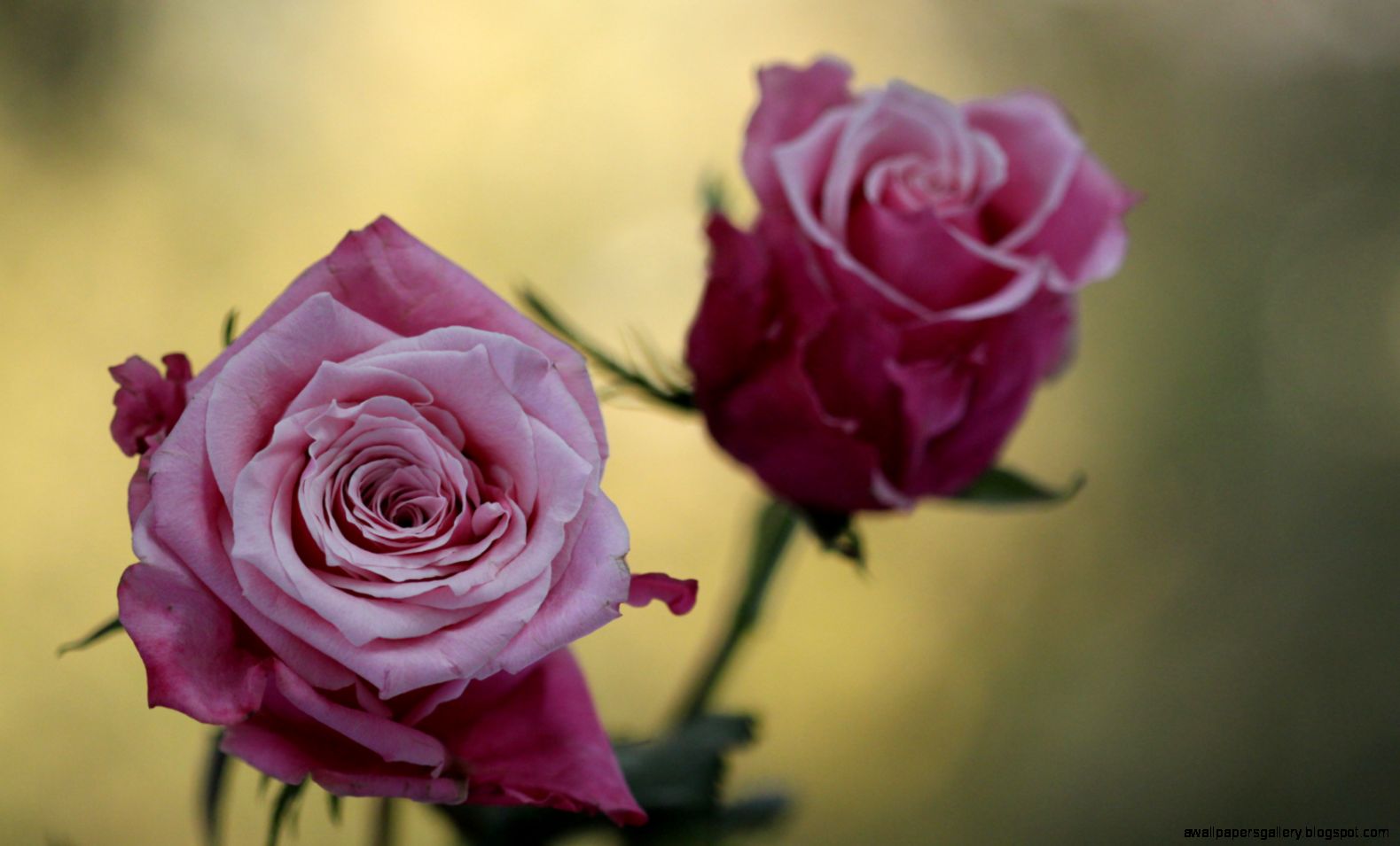 cute pink roses flowers uhd wallpapers   Ultra High Definition