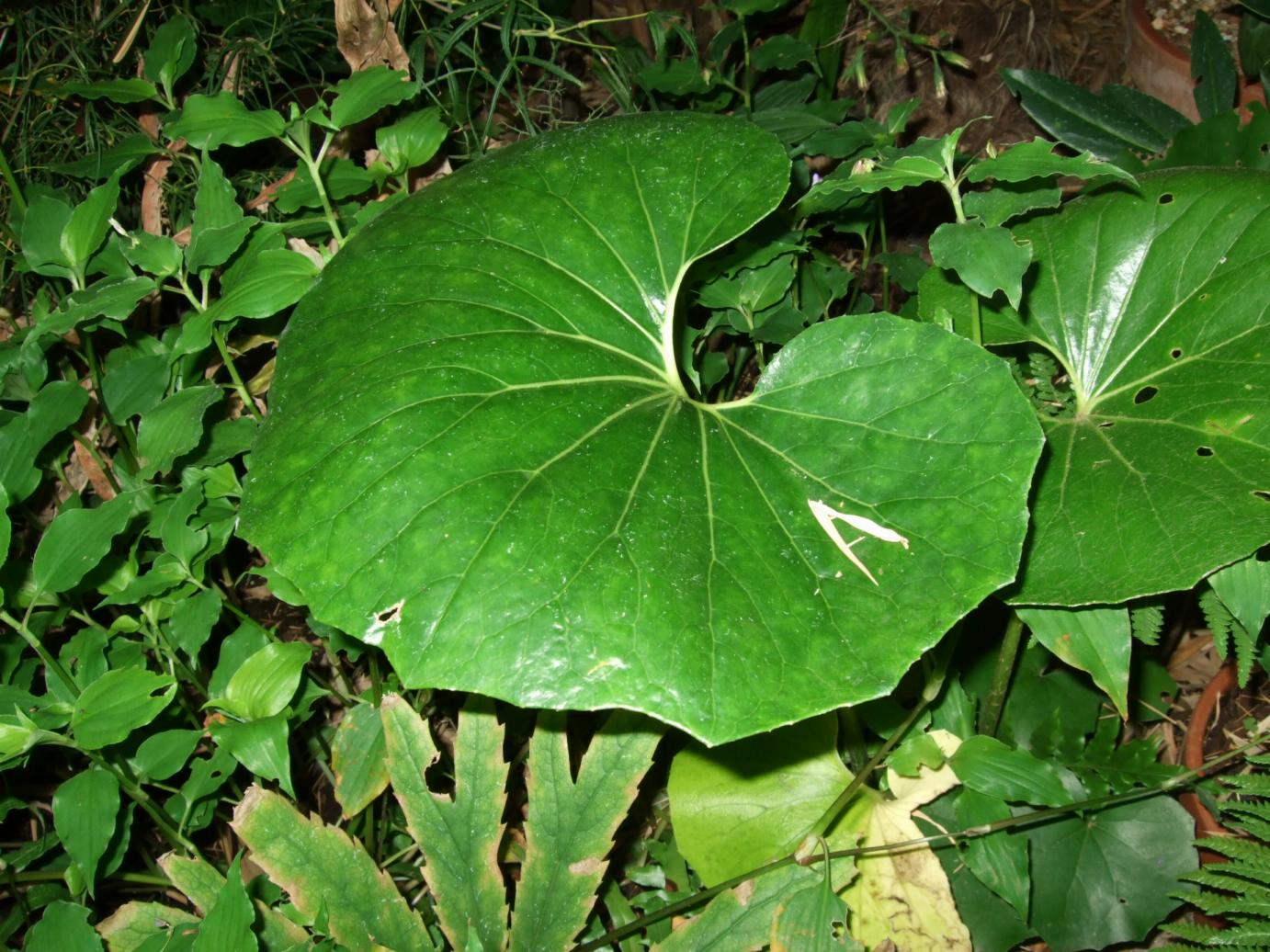 Alternative Eden Exotic Garden: Farfugium Collection