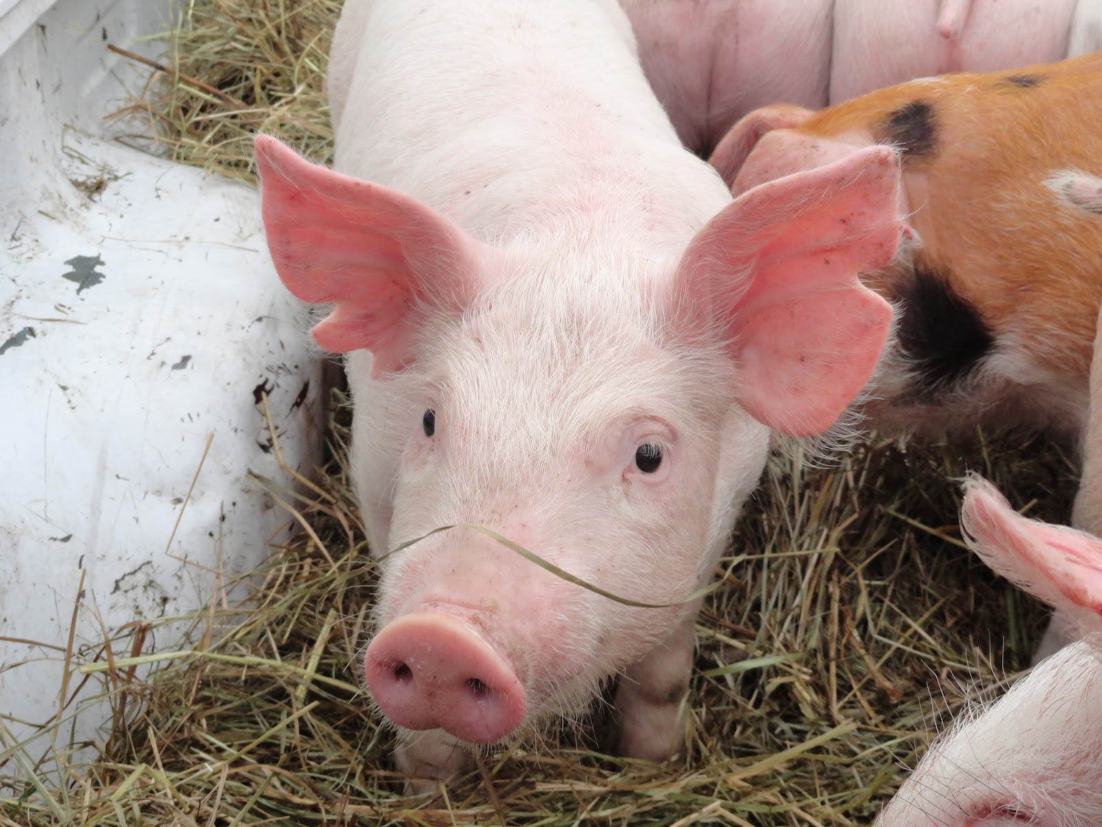 Blonde Hair Pig Farming - wide 7