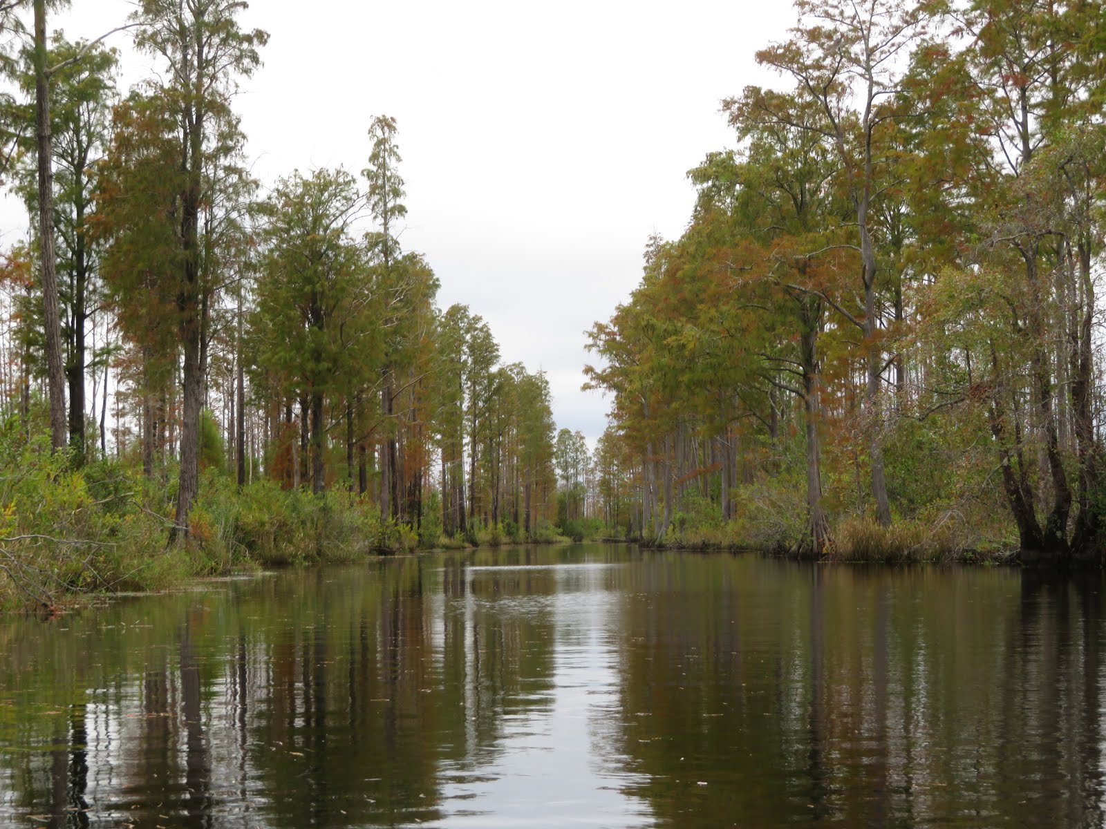The ShoreXplorers The Exceptional Okefenokee Swamp Folkston GA