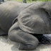 Ευρώπη: Σταματήστε τη σφαγή ελεφάντων!