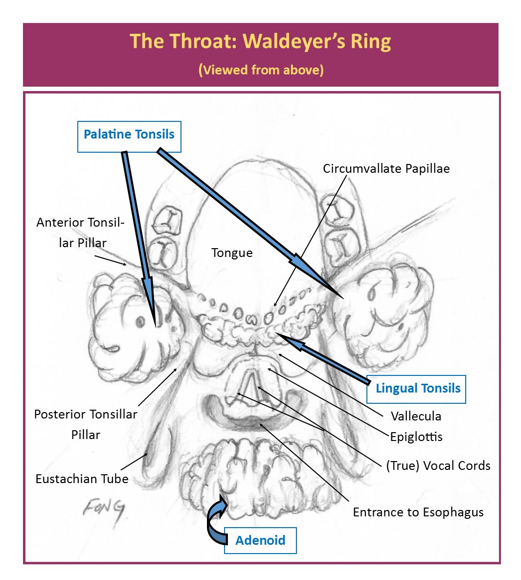 Waldeyers Ring Diagram