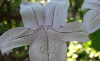 Plantas con Flores Blancas | Plantas rioMoros