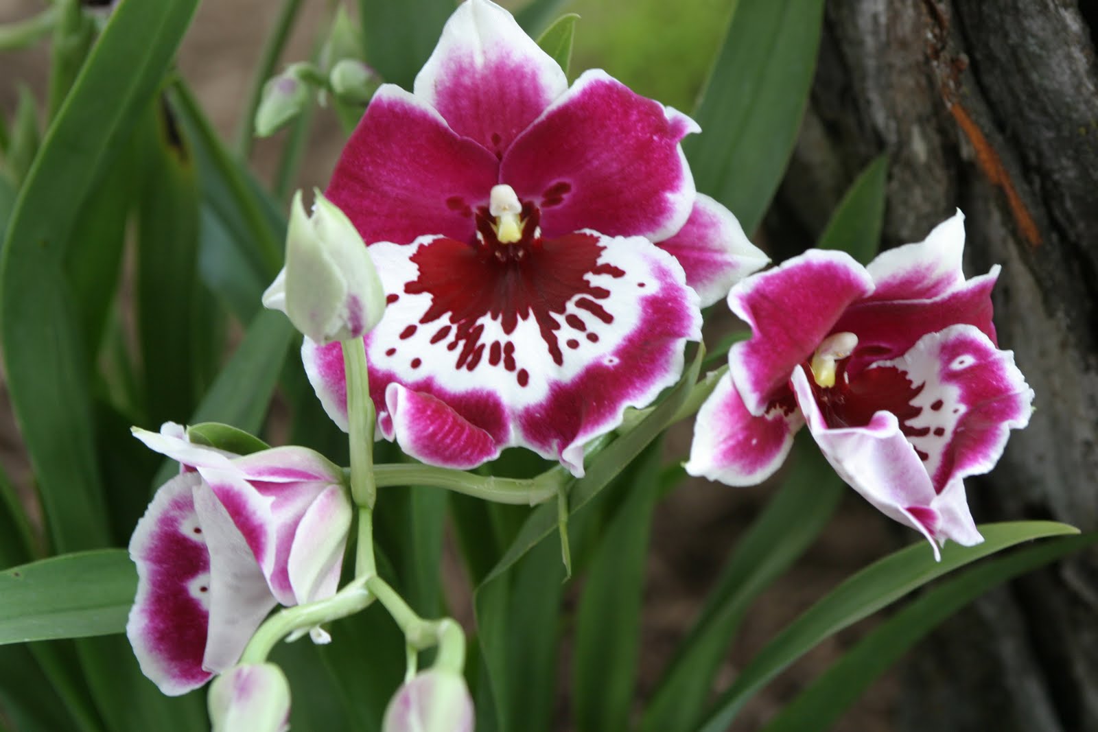 Орхидные виды