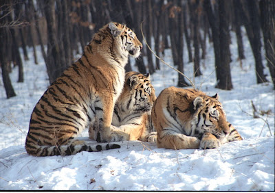 Tiger Amur / Siberian (Panthera tigris altaica)