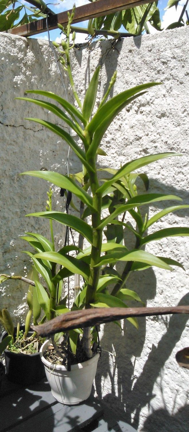 DENPHAL- Parece phalaenopsis mas não é!