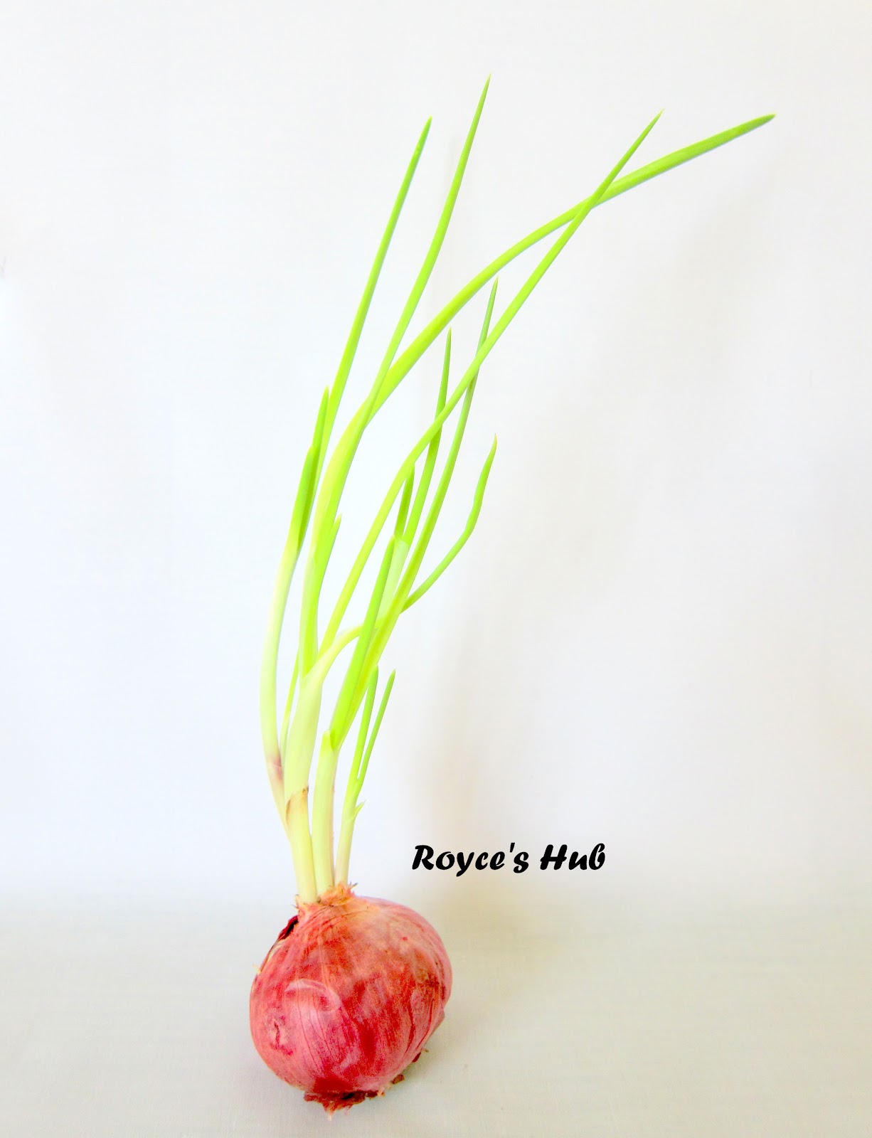 Royce's Hub Photography The Onion Sprout