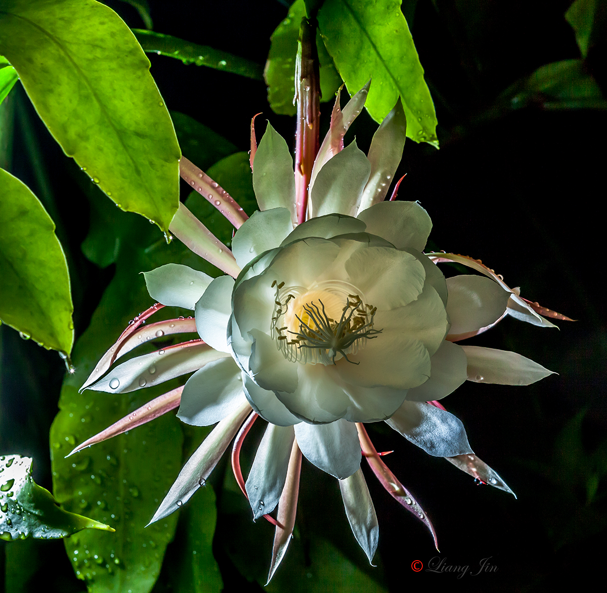 See What I See 昙花，Night queen flower