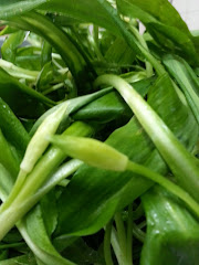 wild leeks or ail des ours
