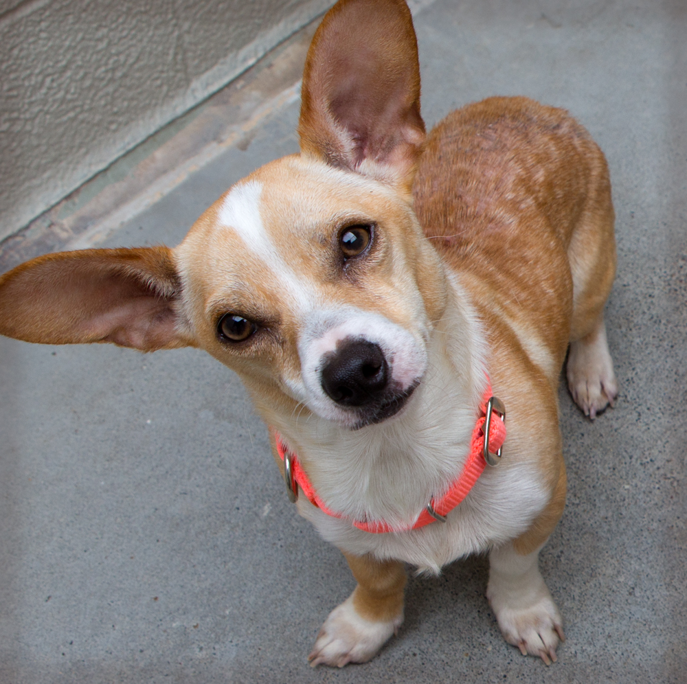 cutest chihuahua mix