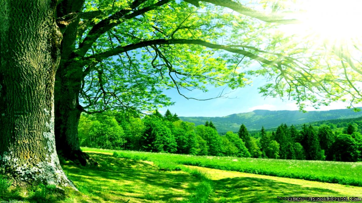 Nature Wallpaper HD