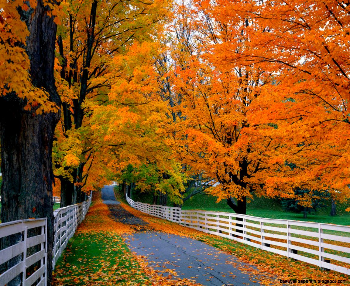 Autumn Leaves Photography Wallpaper  Wallpapers Gallery