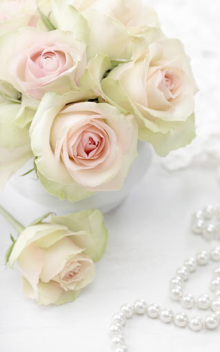Unduh 9800 Background Putih Bunga Mawar Gratis Terbaik
