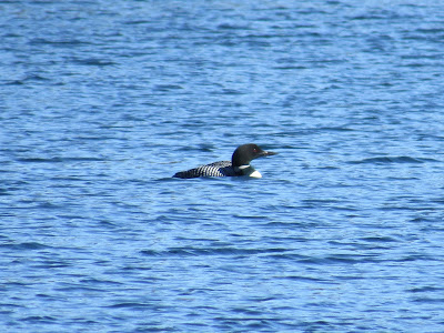 Common Loon