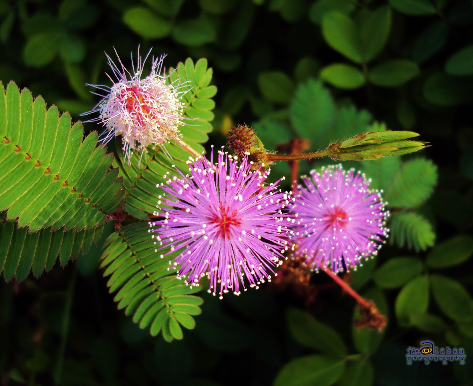 Biodiversity Capiz Pueblo Wild Flowers