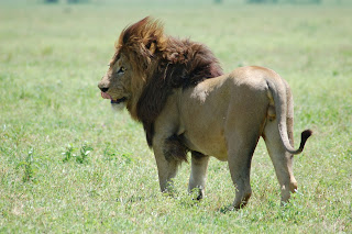 Un lion mâle