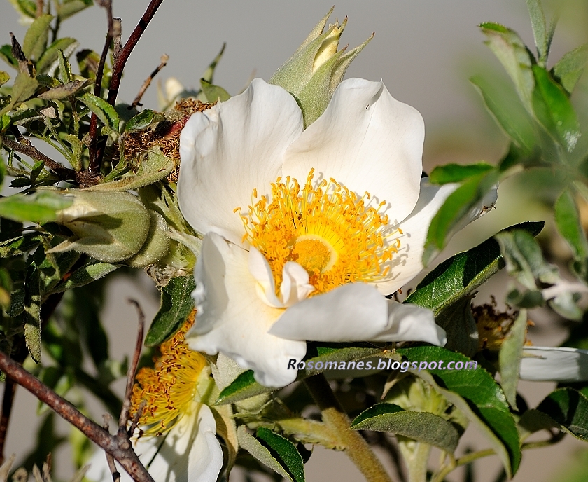 A Rose is a Rose...: In Praise of Rose Stamens