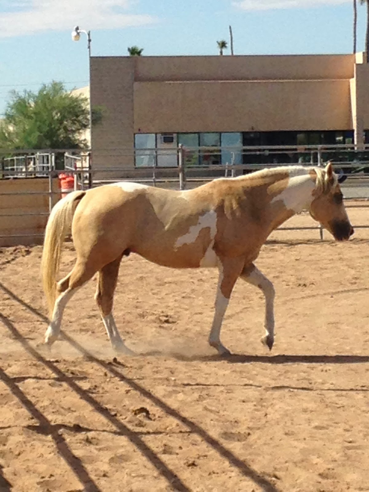 Whispering Horse Ranch Sacred Heat 2009 APHA Stallion