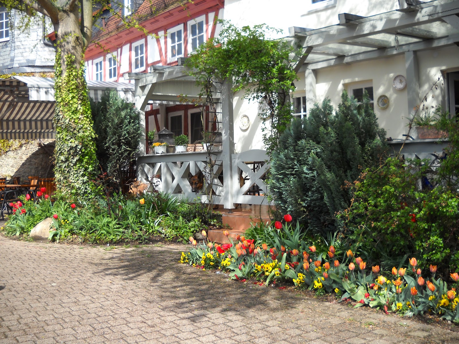 Braunelles Garten Ausflug nach Hofheim