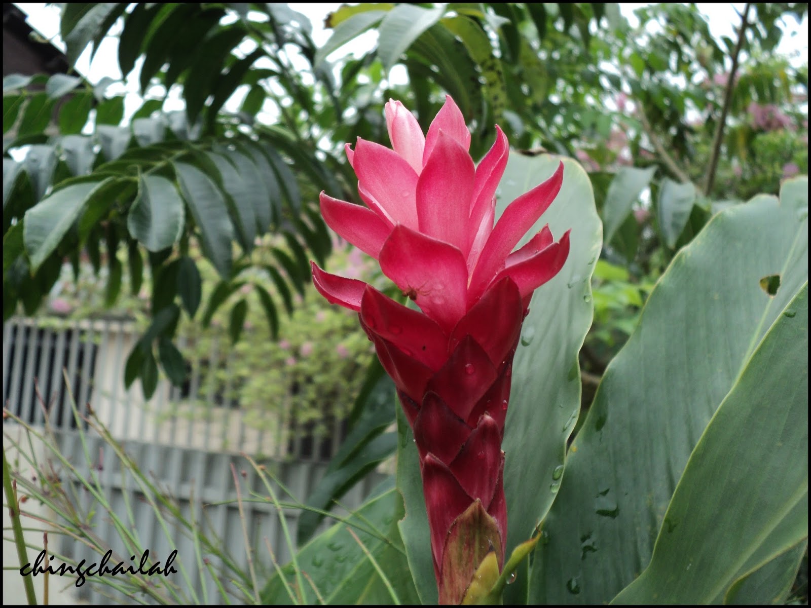 Simple Living In Nancy Growing Red Ginger Lily In My Garden