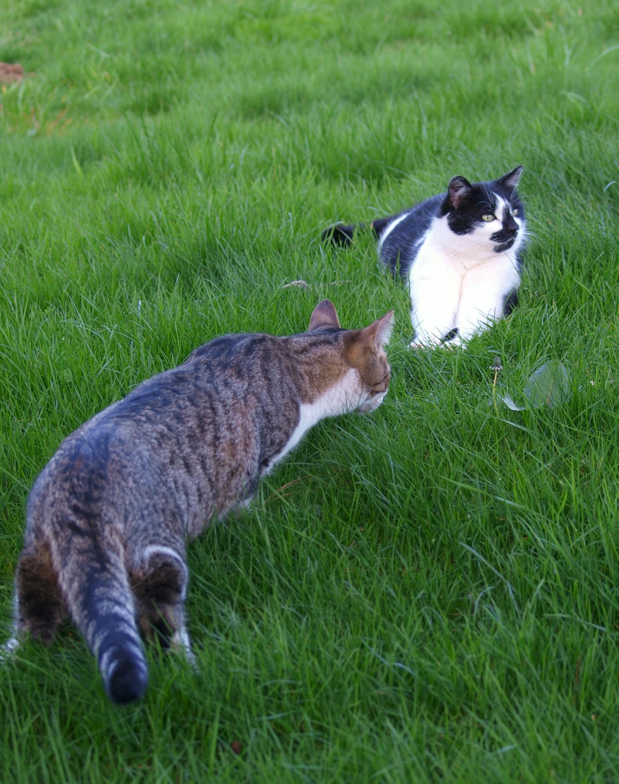 Cat Patches: Excitement on the Three Cats Ranch