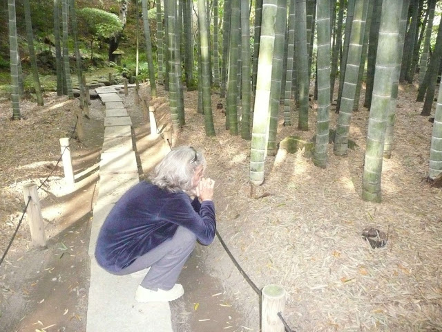 竹林のある寺でのアヌブッダの写真