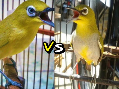 Perbandingan Mencolok Pleci Dada Kuning Dakun Dan Pleci Dada