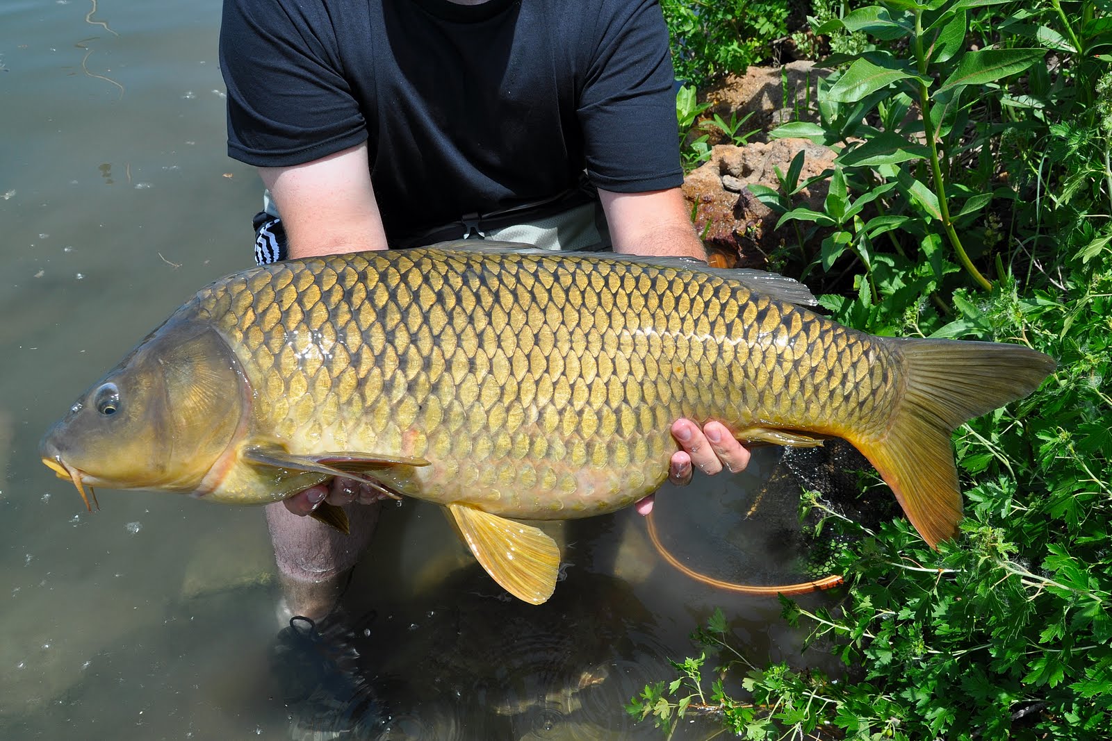 Как выглядит карп рыба. Большой сазан. Сазан рыба. Зеркальный карп и сазан. Крупный карп.